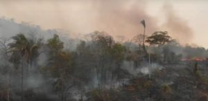 Bolivia: 2,3 milioni di animali selvatici morti in incendi di foreste.News5