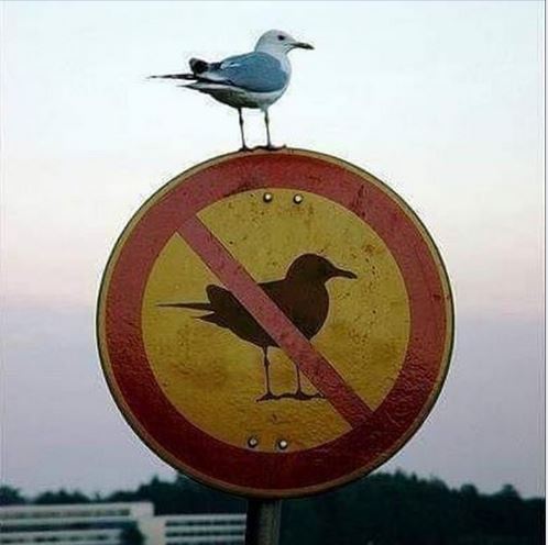 Scopri di più sull'articolo ANIMALI SINANTROPI*