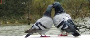 Scopri di più sull'articolo PICCIONI*