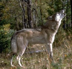 SVIZZERA-Uccisi tutti i lupi del branco del Piz Beverin