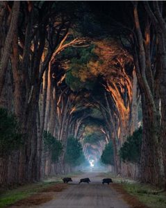 Scopri di più sull'articolo ANIMALI SELVATICI*