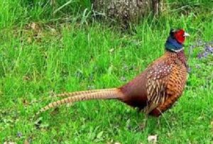 Scopri di più sull'articolo ORDINARIA FOLLIA: SPARA A UN FAGIANO TRA I PALAZZI