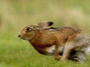 Scopri di più sull'articolo BRAVA GENTE-CACCIATORI SPARANO SU LEPRI IN FUGA DALLA PIENA