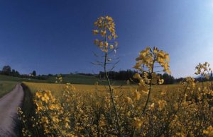 Scopri di più sull'articolo VITTIME DELLA CACCIA-Ferito mentre raccoglie ortaggi con la famiglia