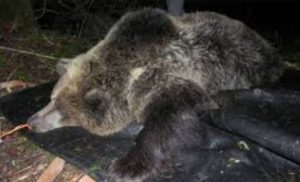 Scopri di più sull'articolo Trento: UCCISIONE KJ2, A PROCESSO EX GOVERNATORE ROSSI