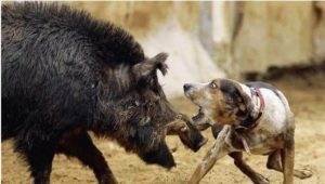 Scopri di più sull'articolo ALTRI ASPETTI: Malattia mortale dei cani si diffonde in Romagna