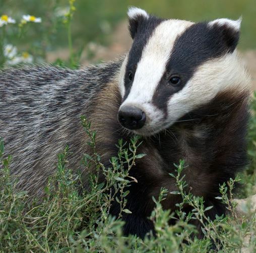 Scopri di più sull'articolo Sori (GE) – Tasso ucciso a bastonate, denunciato a Sori