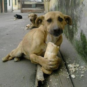 Scopri di più sull'articolo Comunicato Stampa- Il SINDACO DEL SERRONE (FR) AFFAMA I RANDAGI