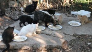 Scopri di più sull'articolo 1 settembre 2025 PERUGIA – Gatta colpita da fucile, Spadina paralizzata