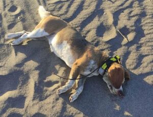 Scopri di più sull'articolo AVC-DOSSIER 2024/2025-VITTIME ANIMALI DOMESTICI